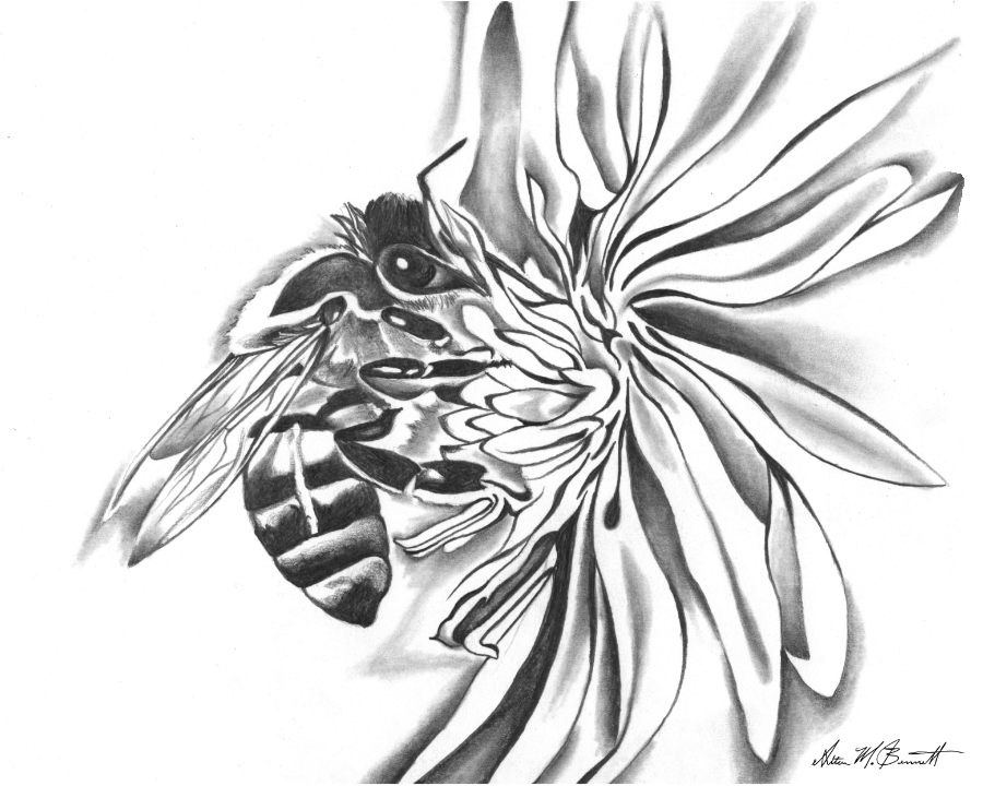 How to draw a bee with a pencil step-by-step tutorial.