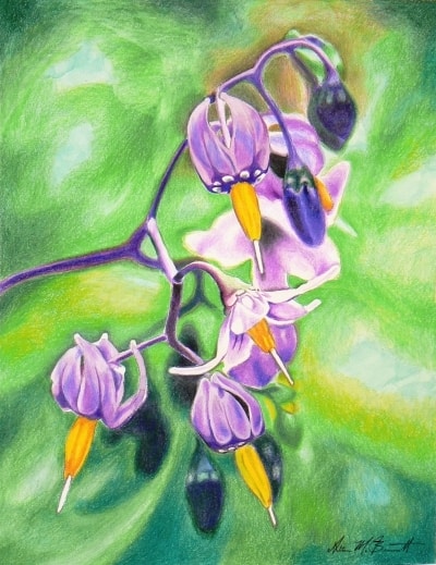 Colored Pencil Drawing 9 (signed)