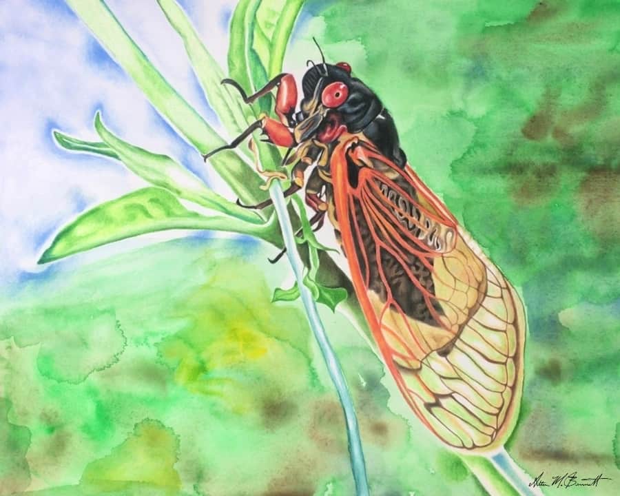Incredible Story Of The Famous Cicada Cicada Insect Detailed Colored Pencil Drawing Magniscape
